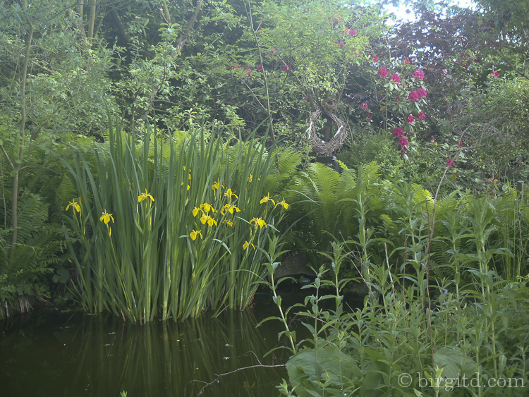Die Sumpf-Schwertlilien blühen