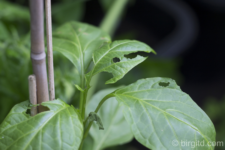 Gewächshaus: Schneckenfraß an Paprikapflanzen
