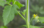 Tomatenpflanze mit Geiztrieb