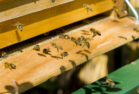 Von Blüte zu Blüte – meine Honigbienen erkunden ihr Gartenreich