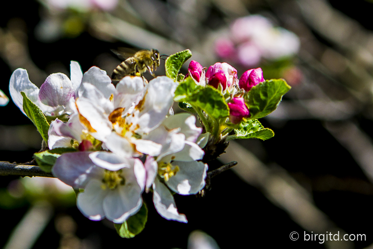 Honigbiene auf Apfelblüten